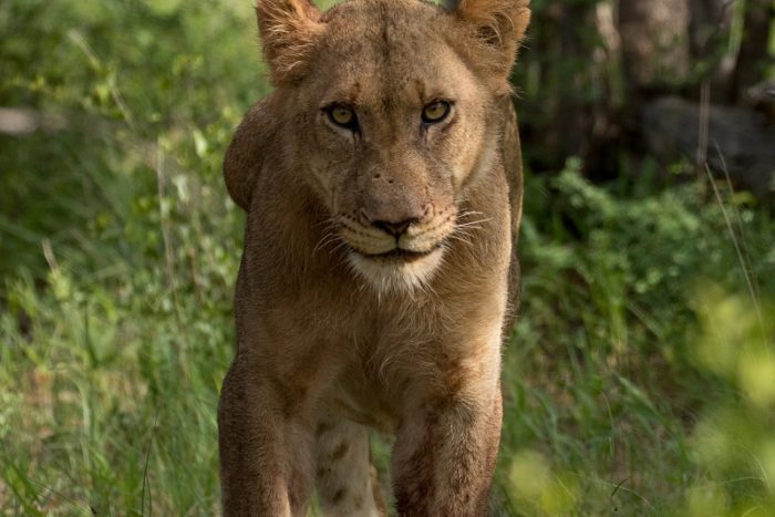 Lion, IUCN Red List, Garonga, Safari Camp