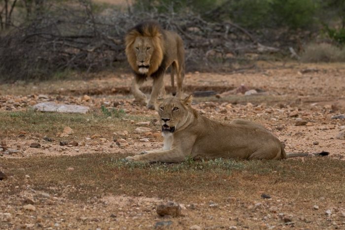 Lion, IUCN Red List, Garonga, Safari Camp
