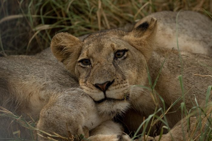 Lion, IUCN Red List, Garonga, Safari Camp