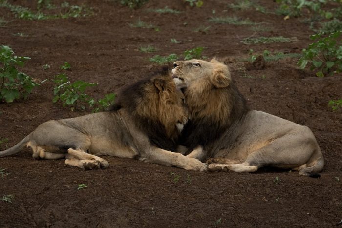 Lion, IUCN Red List, Garonga, Safari Camp