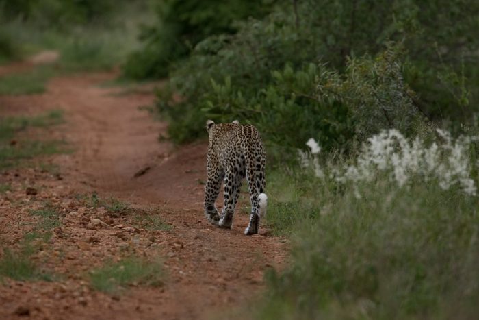 Leopard, IUCN Red List, Garonga, Safari Camp