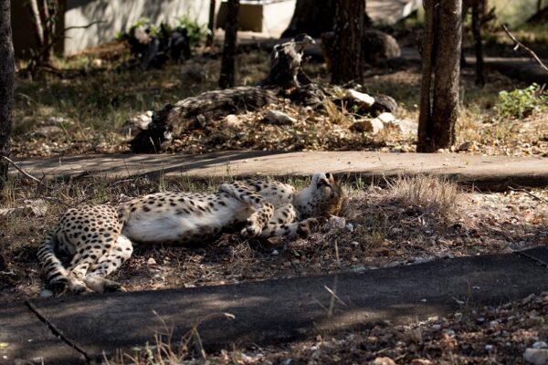 20200515-003A9417 Garonga Safari Camp, South Africa Safari, Cheetah, , Garonga Diaries