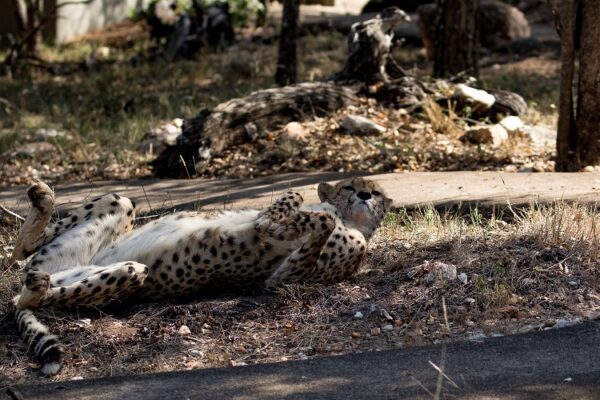 20200515-003A9420-2 Garonga Safari Camp, South Africa Safari, Cheetah