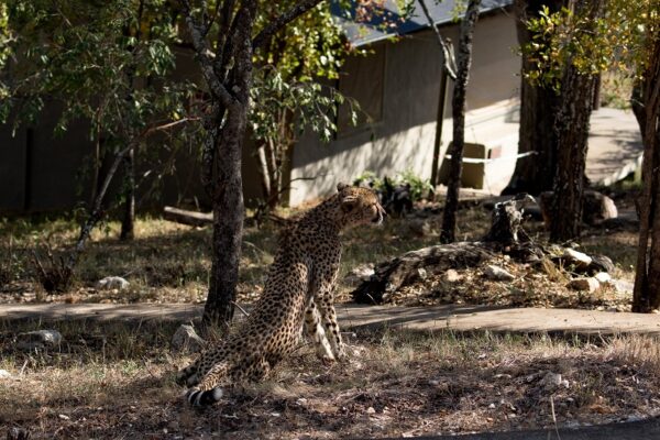 20200515-003A9446-2 Garonga Safari Camp, South Africa Safari, Cheetah, , Garonga Diaries