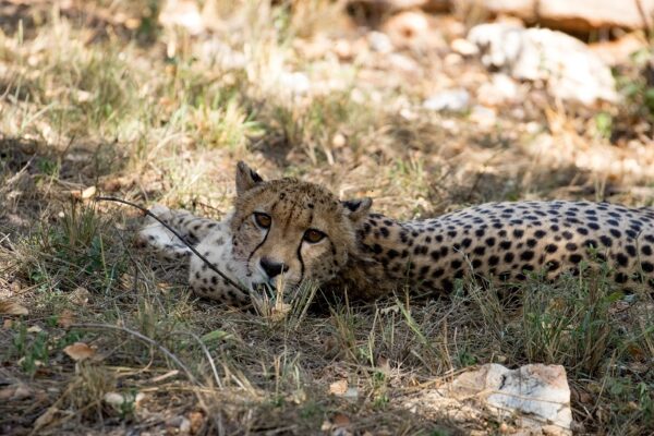 20200515-003A9631-2 Garonga Safari Camp, South Africa Safari, Cheetah, , Garonga Diaries