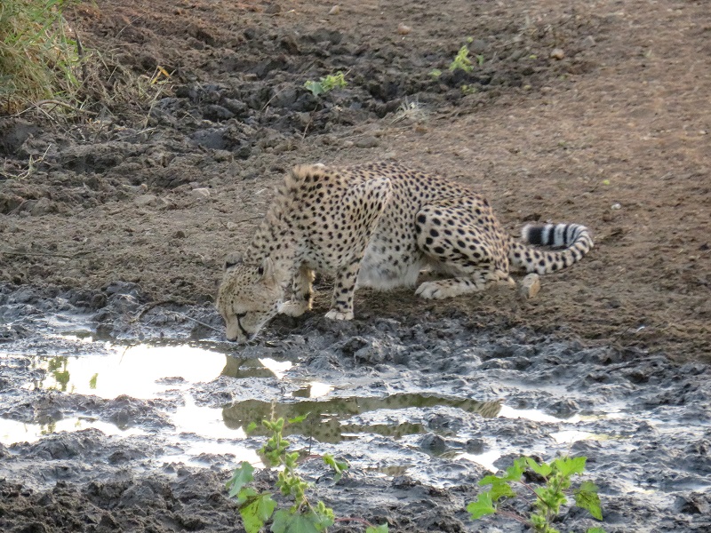 Garonga Safari Camp, South Africa Safari, Cheetah