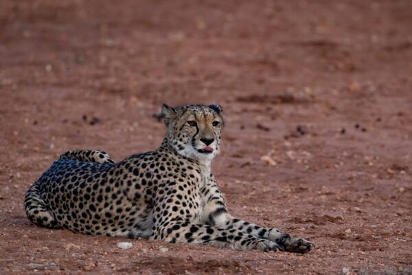 20200519-003A0003 Garonga Safari Camp, South Africa Safari, Cheetah, Garonga Diaries