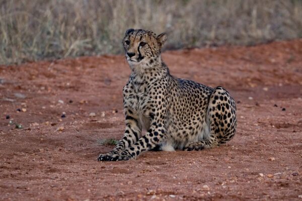 20200519-003A0005 Garonga Safari Camp, South Africa Safari, Cheetah