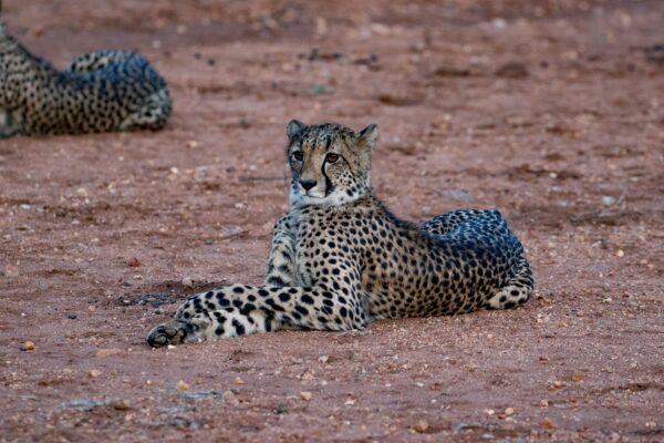 20200519-003A0030 Garonga Safari Camp, South Africa Safari, Cheetah, Garonga Diaries