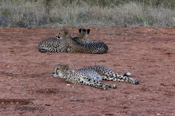 20200519-003A0053-Pano Garonga Safari Camp, South Africa Safari, Cheetah