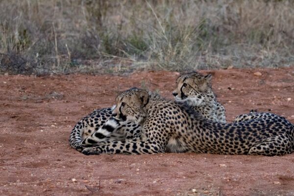 20200519-003A0063 Garonga Safari Camp, South Africa Safari, Cheetah