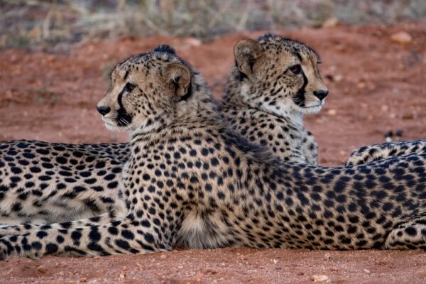 20200519-003A0076 Garonga Safari Camp, South Africa Safari, Cheetah