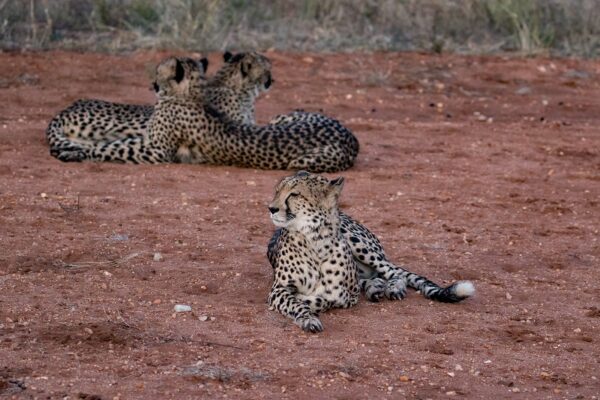 20200519-003A0099 Garonga Safari Camp, South Africa Safari, Cheetah