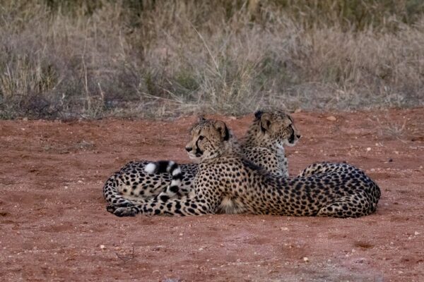 20200519-003A0111 Garonga Safari Camp, South Africa Safari, Cheetah