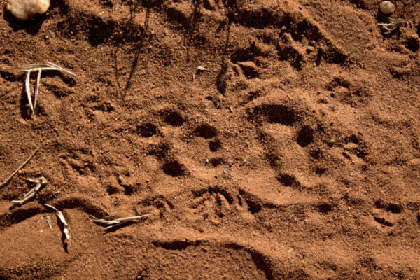 Leopard Tracks Walk, Garonga Safari Camp, Bush walk, tracks