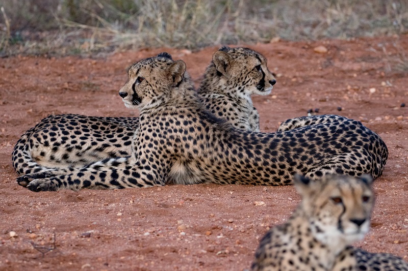 Garonga Safari Camp, South Africa Safari, Cheetah