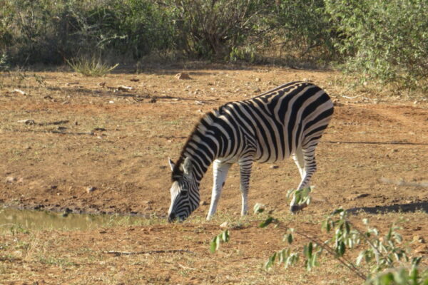 Zebra Walk, Garonga Safari Camp, Bush walk, tracks, zebra