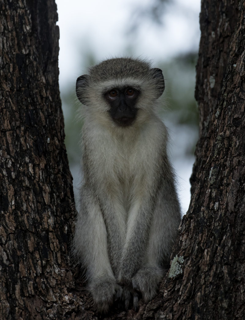 Luxury Safari, Holidays in South Africa, Monkey