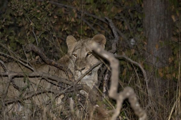 20200605-003A0789 Lion Hunt, Luxury Safari, Midnight Adventure