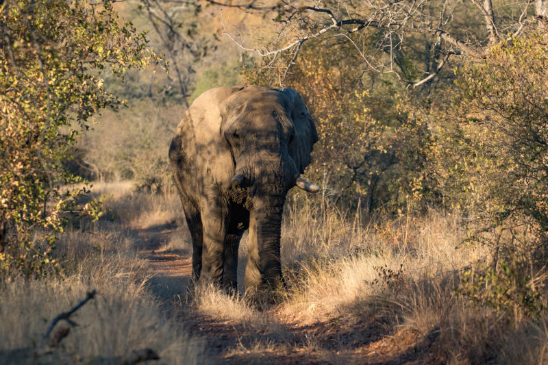 Elephant, Big 5 safari, Luxury Safari, Holidays in South Africa