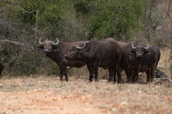 20200609-003A0939 Buffalo in Camp, Luxury Safari, Big 5 Safari
