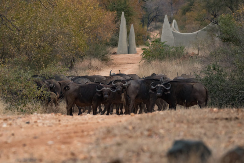 The Garonga Diaries : Monkeys, Mischief and Maydays!