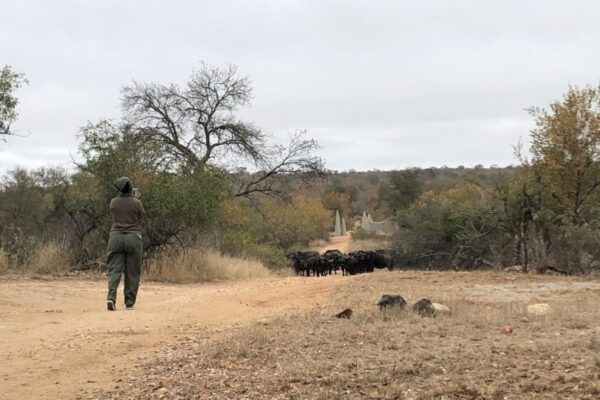IMG_5610 Buffalo in Camp, Luxury Safari, Big 5 Safari,