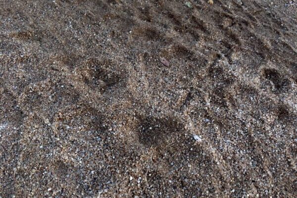 IMG_5632 Tracks, Lions in Camp, Bush Walk, Luxury Safari