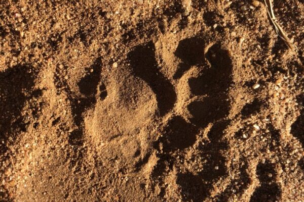 IMG_5640 Honey Badger, Tracks, Bush Walk, Luxury Safari