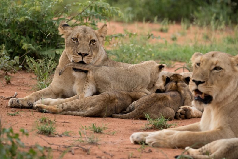 Safari Camp Stories: The Garonga Pride Chronicles.