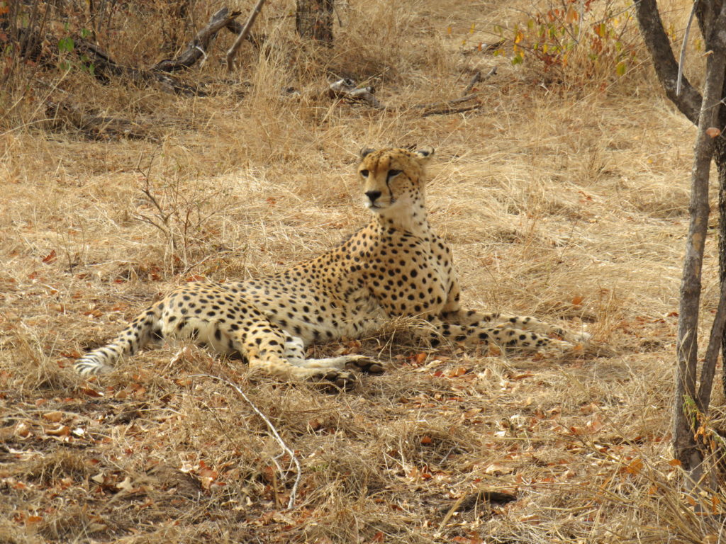 Cheetah in the Makalali Conservancy with Garonga Safari Camp