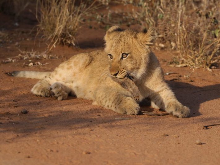 IMG_0860 2 Lion, Lion Cub, Big 5 Safari, Holidays in South Africa