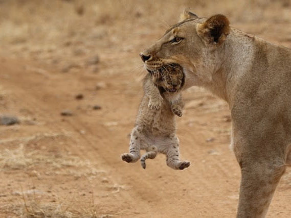 cub carry 1
