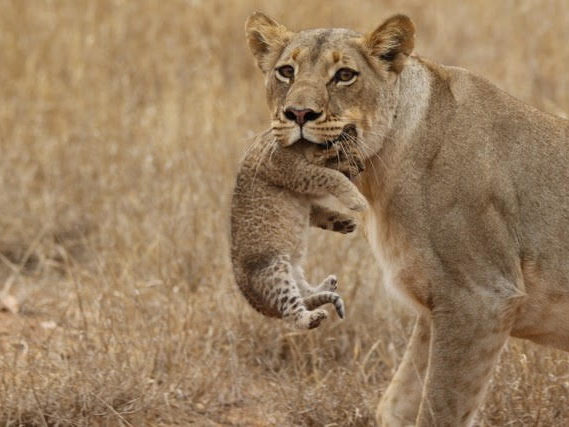 cub carry 3