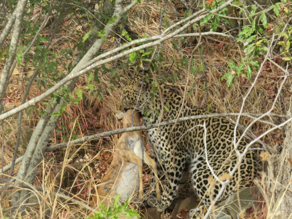 Leopard in the Makalali Conservancy