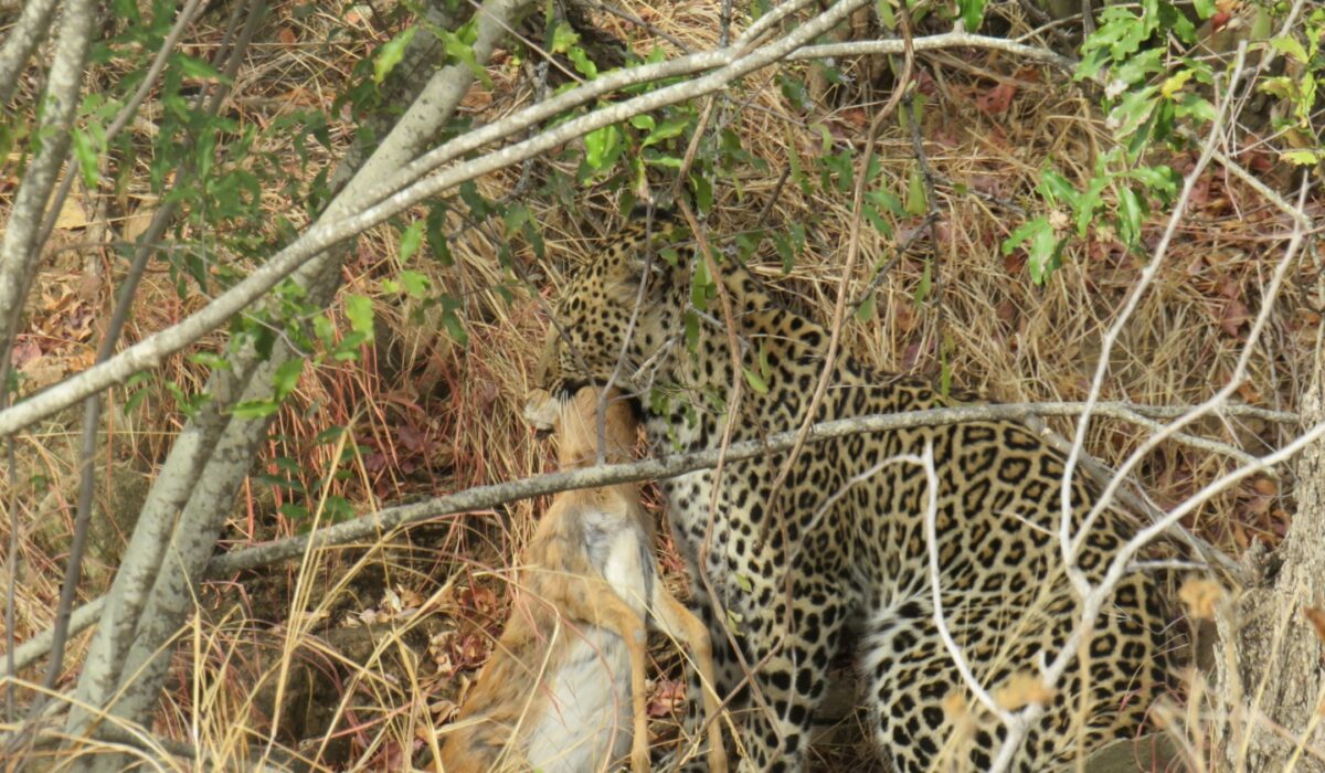 Leopard in the Makalali Conservancy