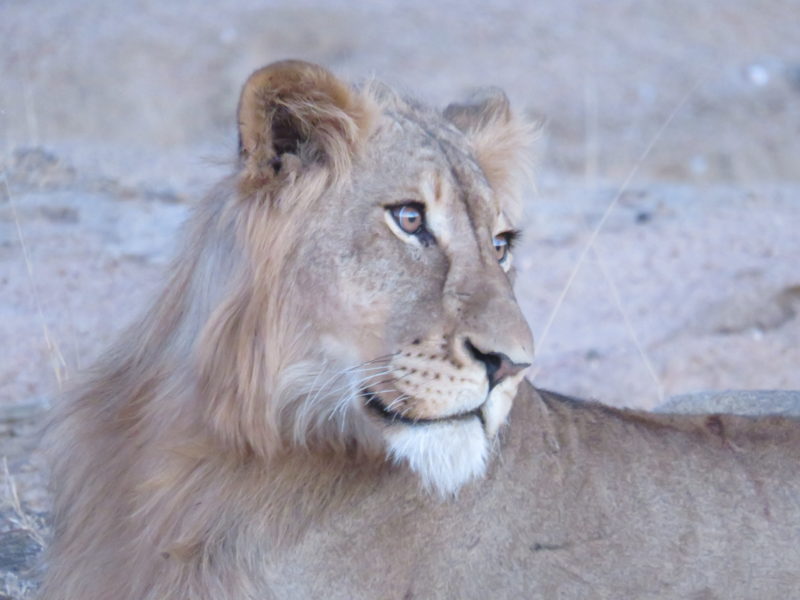 Safari Camp Stories : First Time Fever!
