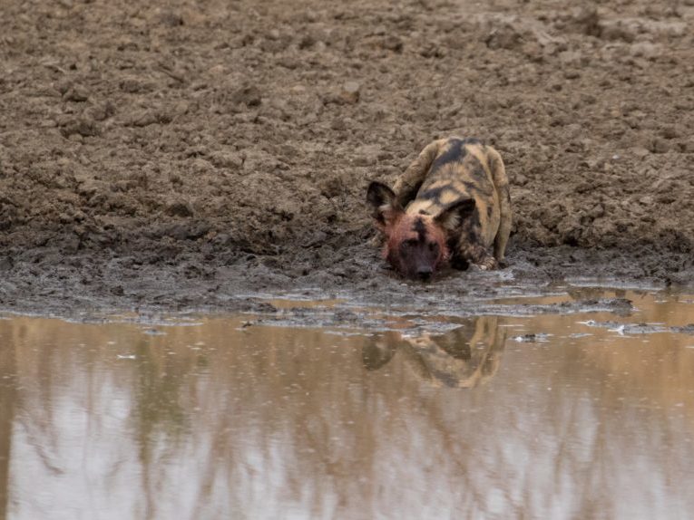 20191012-003A3691 Painted Dog