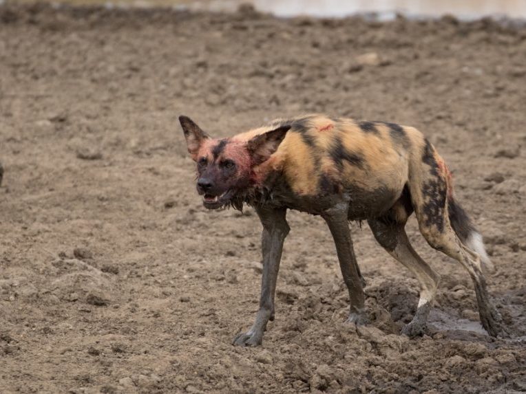 20191012-003A3724 Wild Dogs