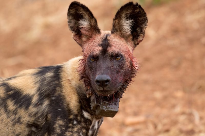 Wild Dog