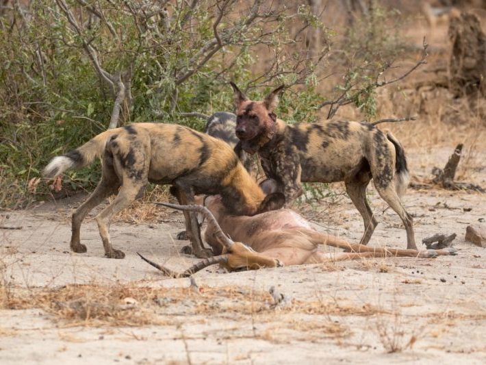20191012-003A3879 Painted Dogs
