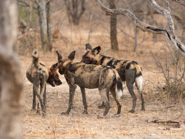 20191012-003A4054 Painted Dogs