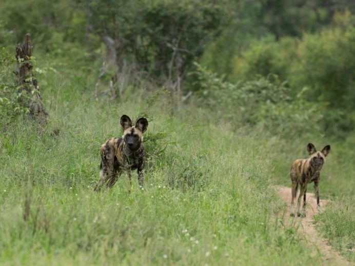 20200124-003A0204 Painted Dogs