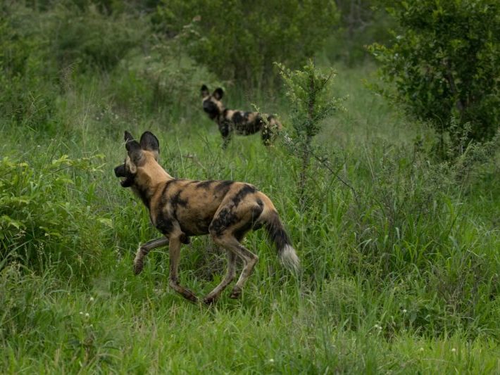 20200124-003A0235 Wild Dogs