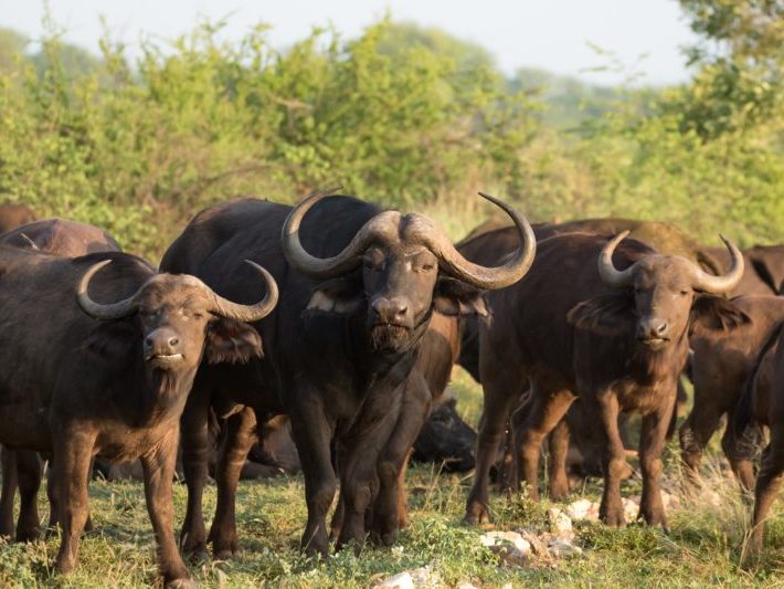 20201105-003A8910 Buffalo