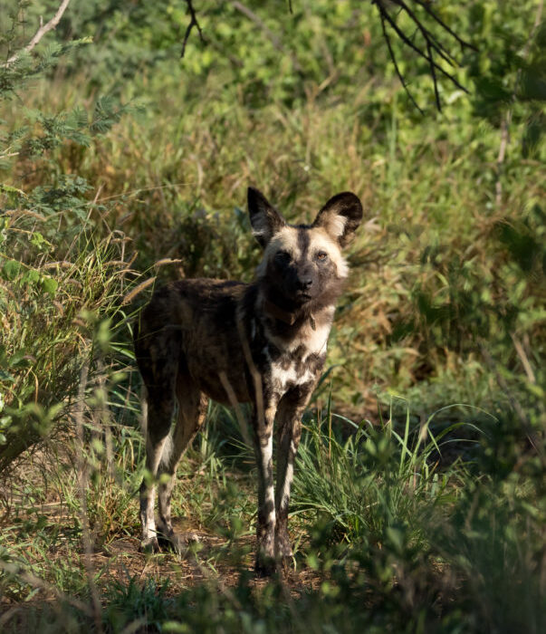 Safari Camp Stories: We let the dogs out!