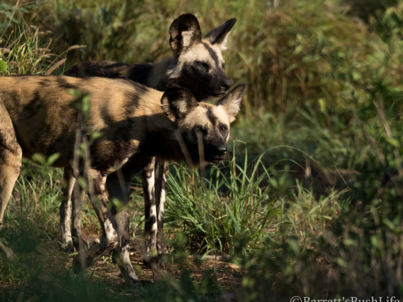 20201124-003A0028 Wild Dogs