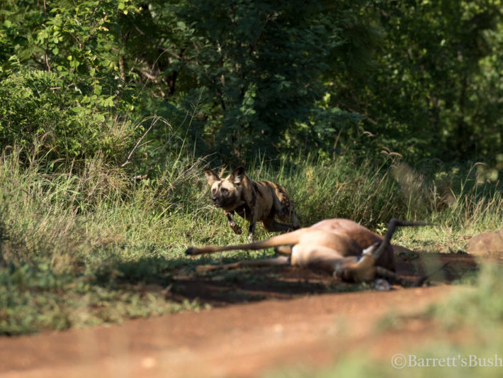 20201124-003A0063 Wild Dogs