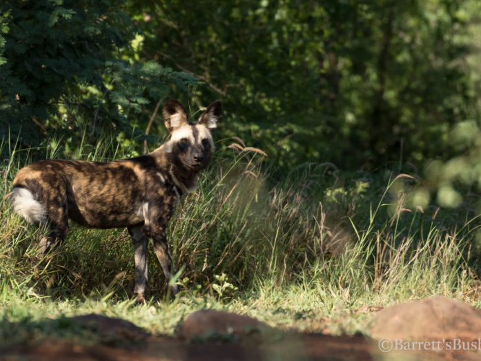 20201124-003A0079 Painted Dogs