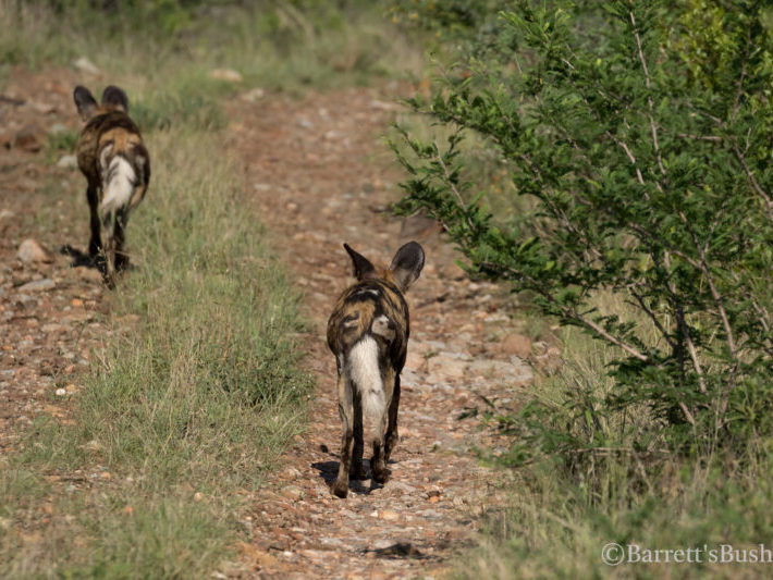 20201124-003A0152 Wild Dogs